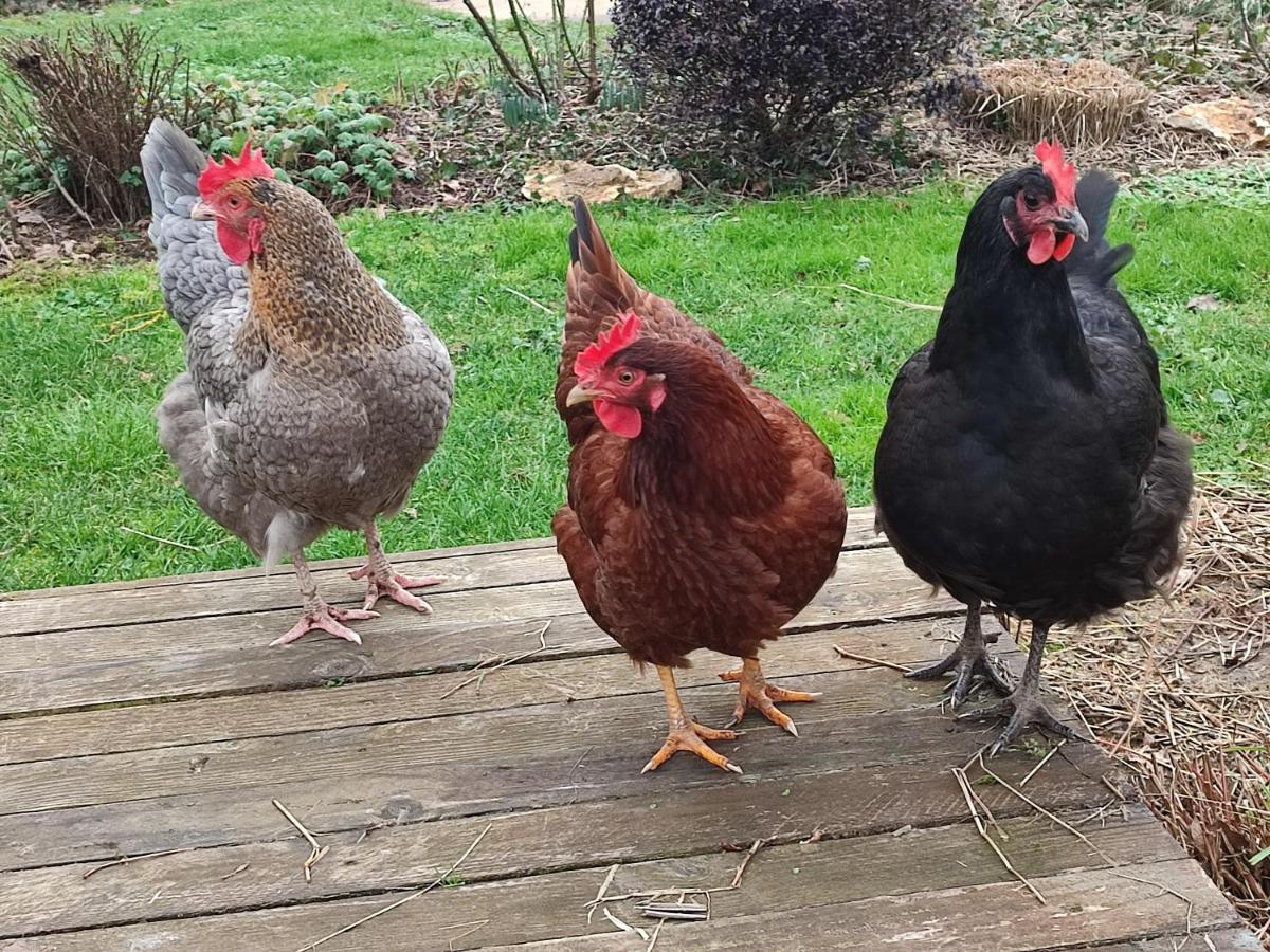 فيلا Au Jardin De La Marquetterie Cigogne المظهر الخارجي الصورة
