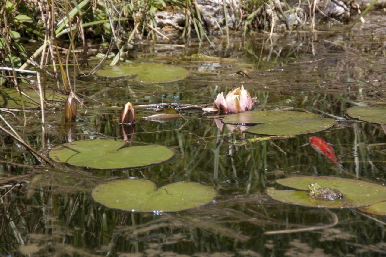 فيلا Au Jardin De La Marquetterie Cigogne المظهر الخارجي الصورة