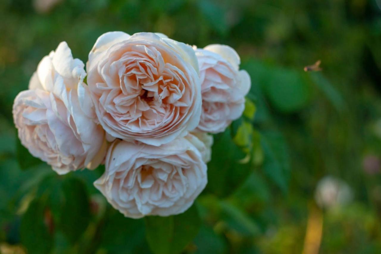 فيلا Au Jardin De La Marquetterie Cigogne المظهر الخارجي الصورة
