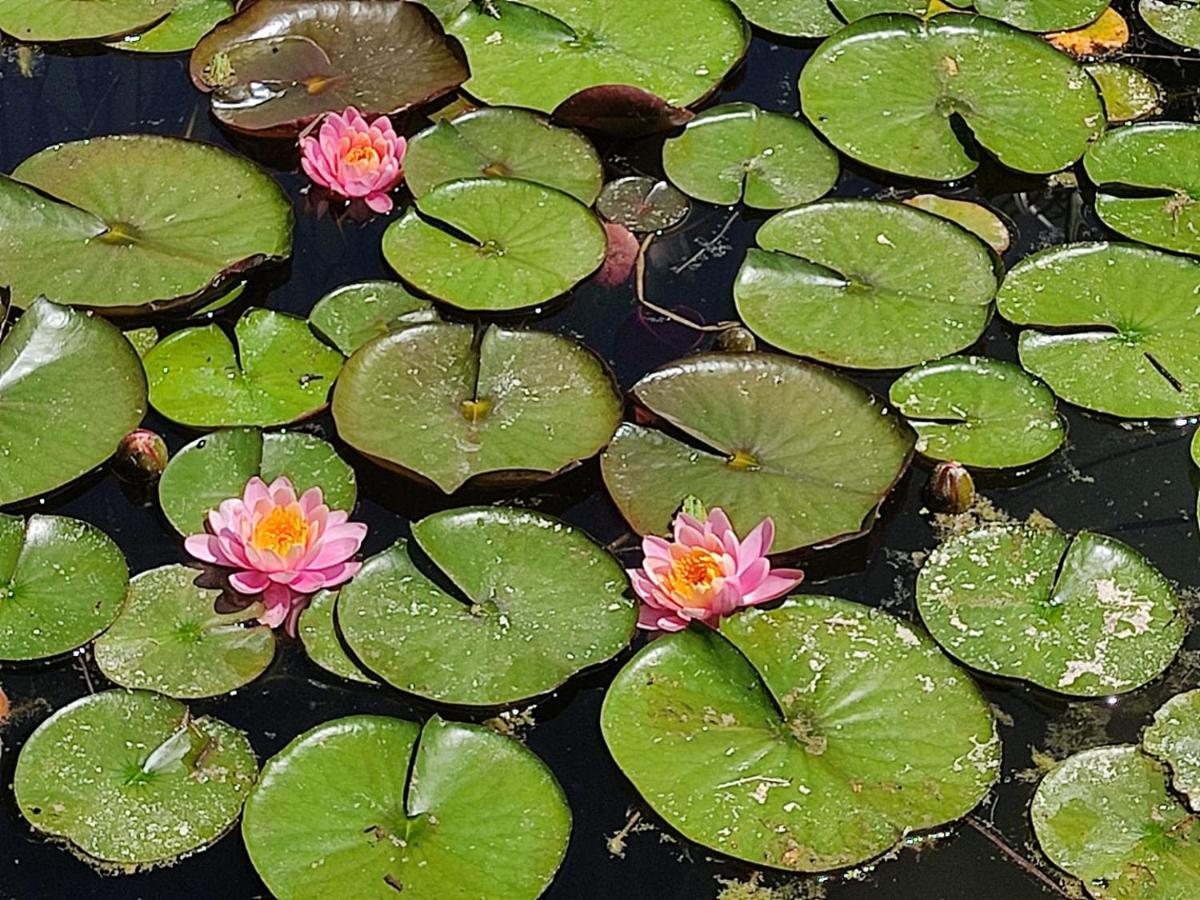 فيلا Au Jardin De La Marquetterie Cigogne المظهر الخارجي الصورة